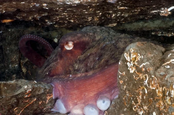 Jättiläinen Tyynenmeren Octopus — kuvapankkivalokuva