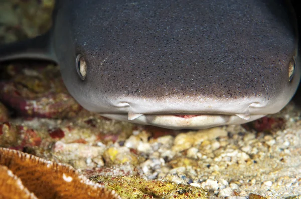 백색 이끼 암초 상어 — 스톡 사진