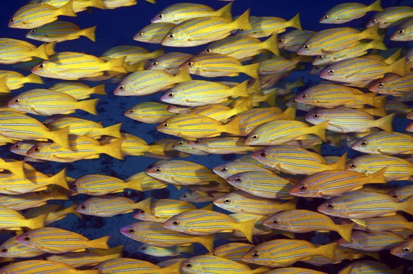 Close Schooling Blue Striped Snappers — Stock Photo, Image