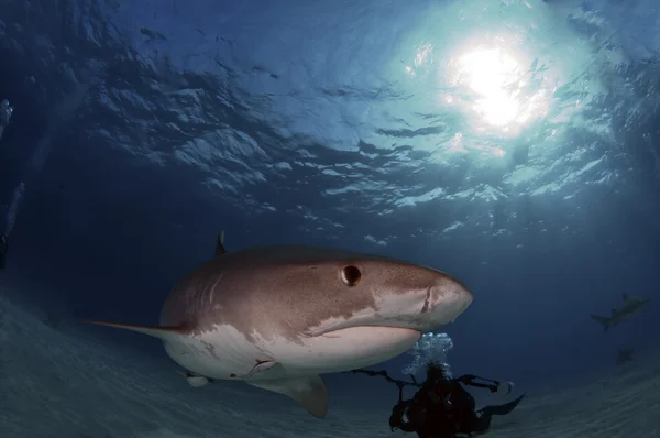 Tubarão Tigre Uma Vez Que Medo Está Sendo Procurado Por — Fotografia de Stock