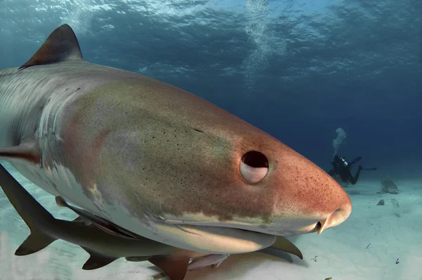 Tubarão Tigre Uma Vez Que Medo Está Sendo Procurado Por — Fotografia de Stock
