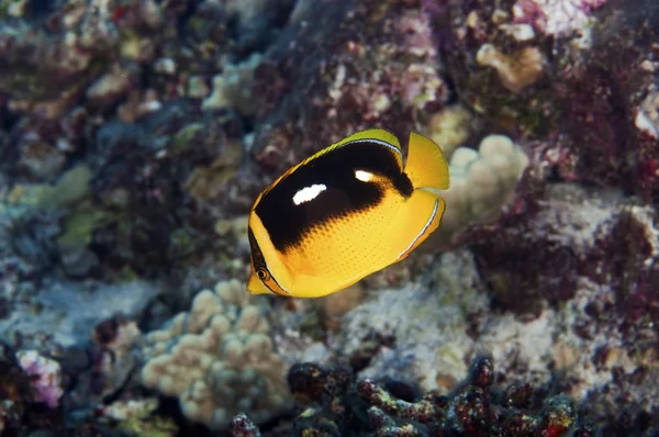 Чотири Плями Риби Метелики Будинку Коралових Рифів — стокове фото