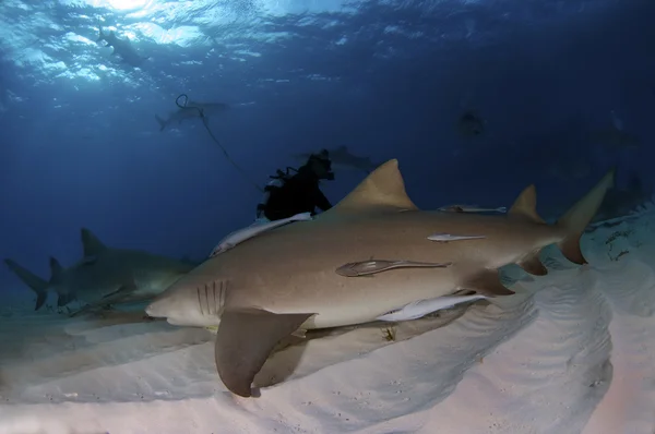 Paquet Requins Citrons Encercle Plongeur — Photo