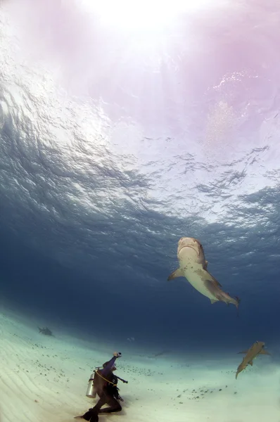 一名潜水员照片一条虎鲨安全的距离 — 图库照片