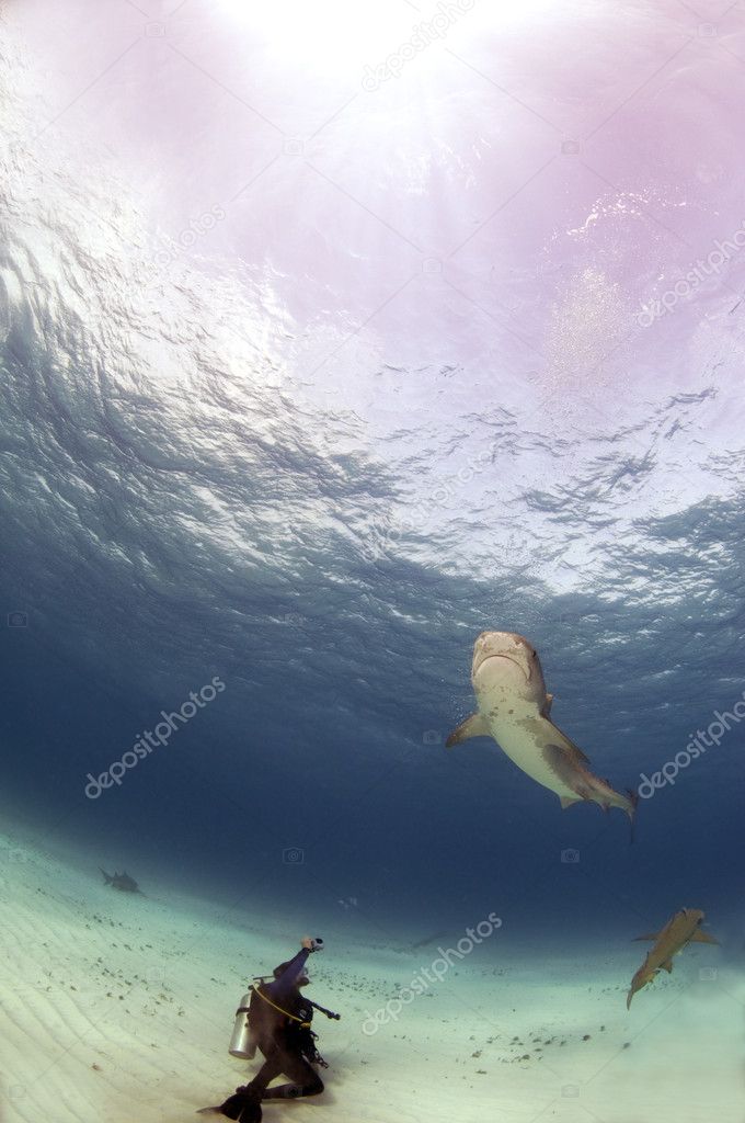 A diver photographs a tiger shark from a safe distance.