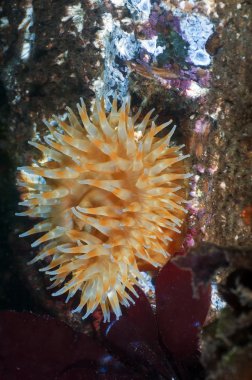 A colorful anemone sitting peacefully on the bottom clipart