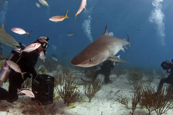 配布資料を探して空腹の虎サメ — ストック写真