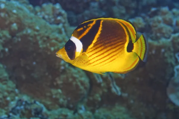 Close Raccoon Butterfly Fish — Stock Photo, Image