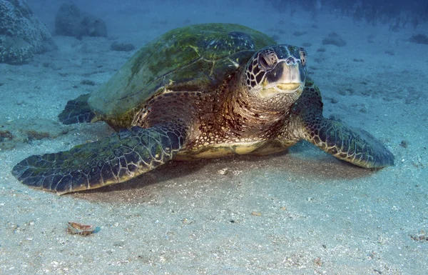 Green Sea Turtles Can Found Both South Atlantic Pacific Oceans — Stock Photo, Image