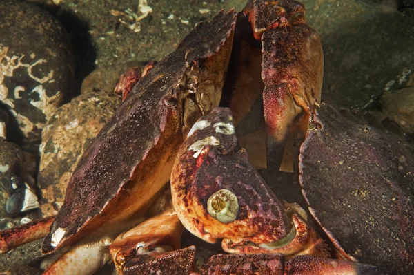 Two Red Rock Crabs Battling Territory — Stock Photo, Image