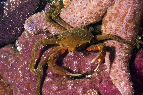 Kelp Crab — Stock Photo, Image