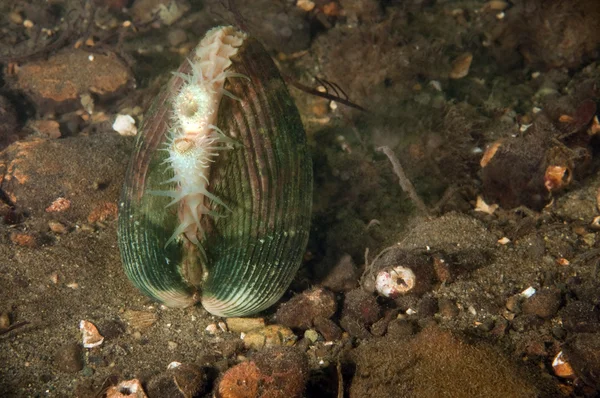 stock image Clam Up