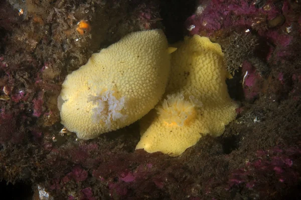 Lemon Peel Nudibranchs — Stock Photo, Image