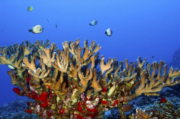 太平洋珊瑚礁 — 图库照片