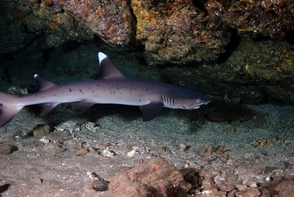 Tubarão-de-bico-branco — Fotografia de Stock