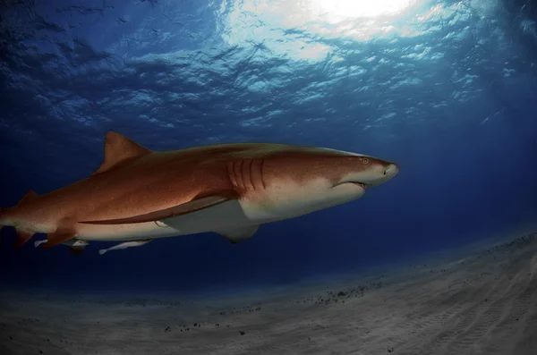 Tubarão-limão — Fotografia de Stock