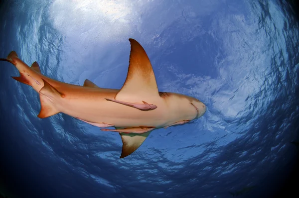 Lemon Shark — Stock Photo, Image