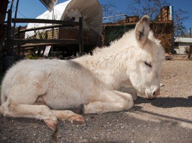 Baby Burro clipart