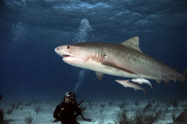 Καρχαρίας τίγρης — Φωτογραφία Αρχείου