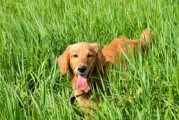 잔디에 개 — 스톡 사진