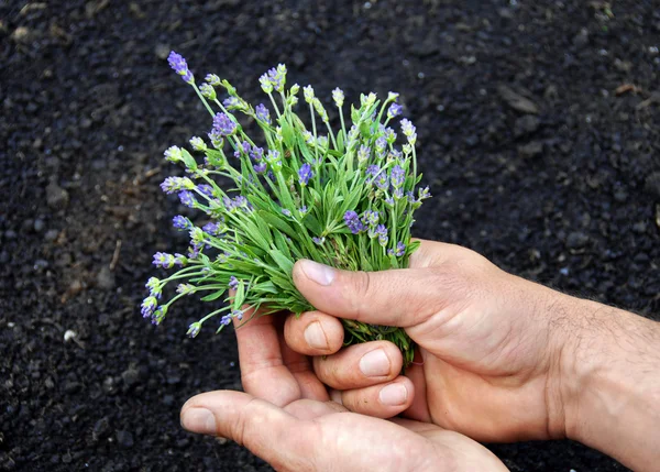 Lavender bouquet — Stock Photo, Image