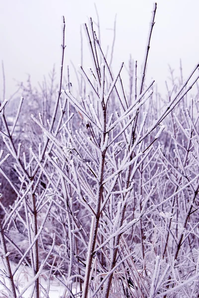 Zimní větev — Stock fotografie