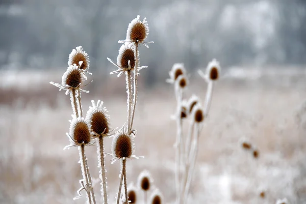 Plantas geladas — Fotografia de Stock