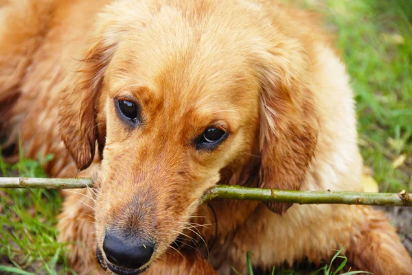 Zlatý retrívr pes portrét s holí — Stock fotografie