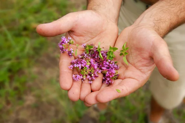 Wild thyme in hands — Stock Photo, Image