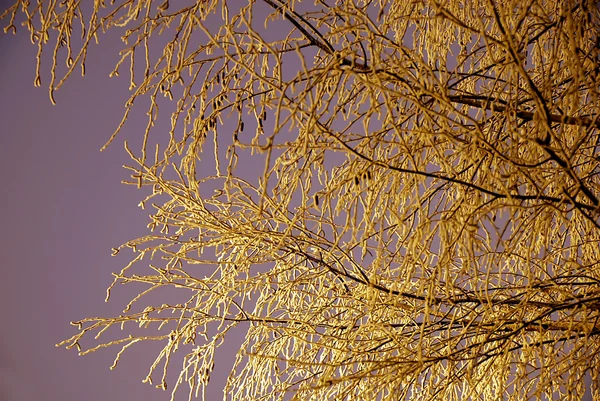 Branche hiver — Photo