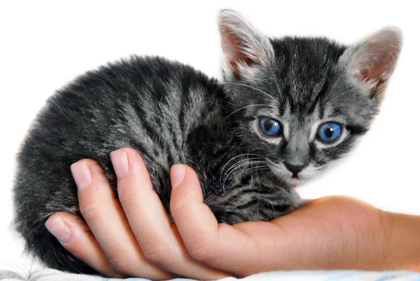 Pequeno gatinho na mão — Fotografia de Stock