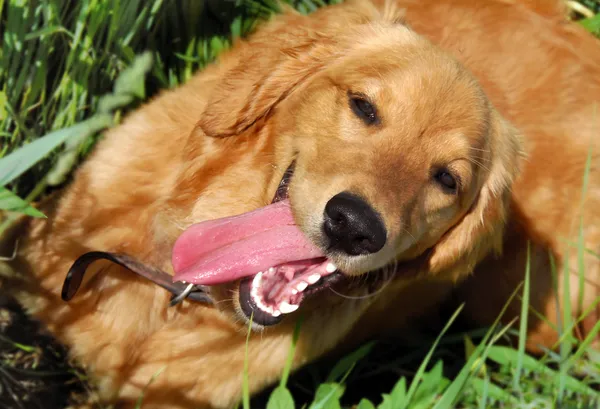 Glückliches Hundeporträt — Stockfoto
