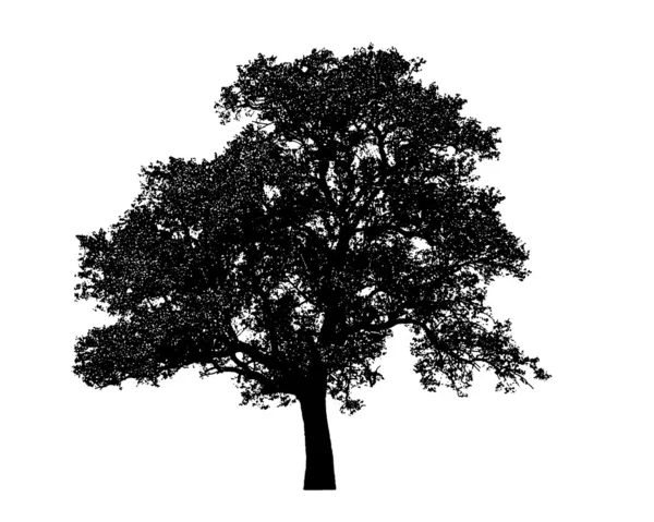 Eenzame boom geïsoleerd — Stockfoto