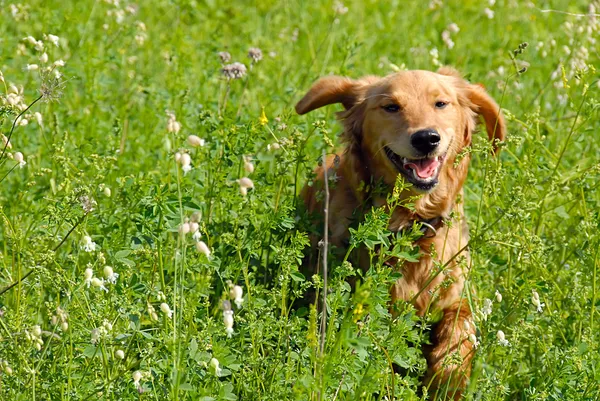 Glimlachende hond — Stockfoto