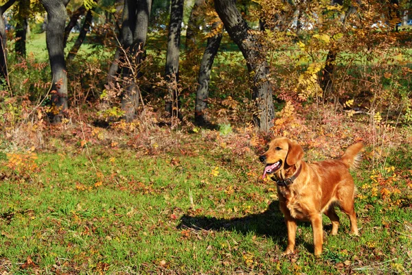 Golden Retriever Köpek Açık Güneşli Bir Sonbahar Park — Stok fotoğraf