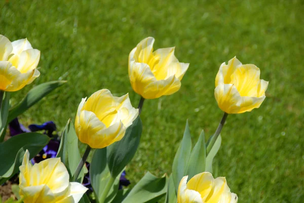 Gele Bloeiende Tulpen Natuurlijke Groene Achtergrond — Stockfoto
