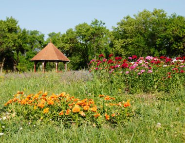 Yaz Park açık yeşil çimen çiçek çiçeklenme