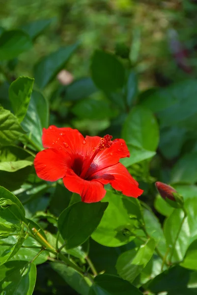 Flor Hibisco Vermelho Florescendo Sobre Fundo Verde Natural — Fotografia de Stock