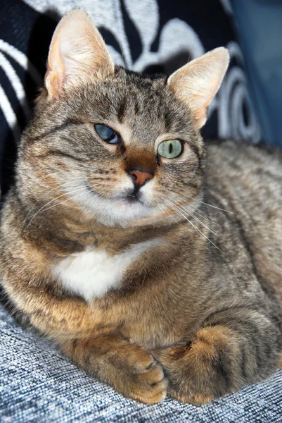 Halv-blind katt porträtt — Stockfoto