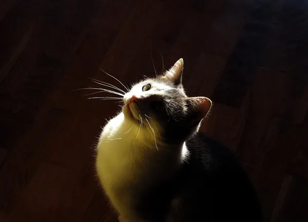 Kat binnen in terug licht — Stockfoto