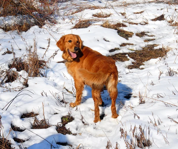 Hund utomhus på snö — Stockfoto