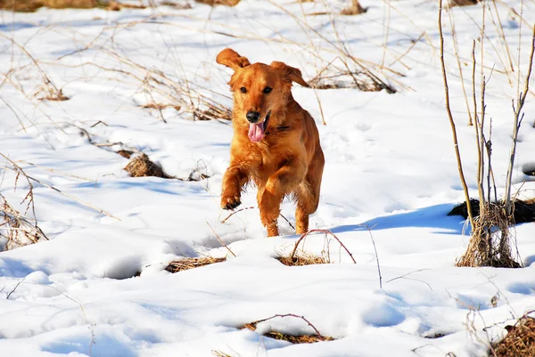 Dog outdoor at snow — Stock Photo, Image