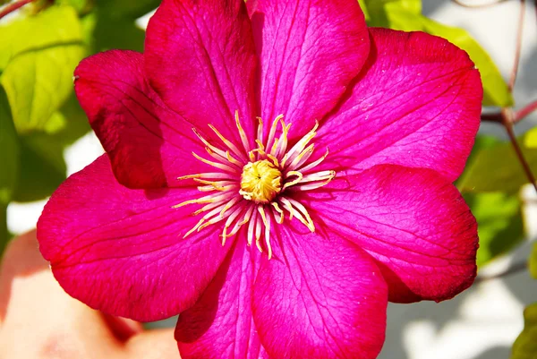 Rosa Klematisblüte — Stockfoto