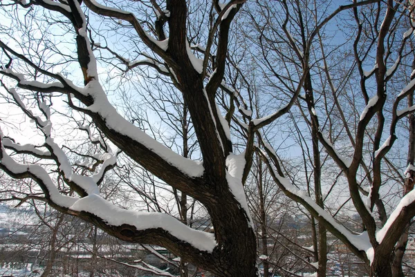 Branche hiver — Photo