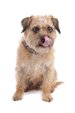 Border Terrier clipart