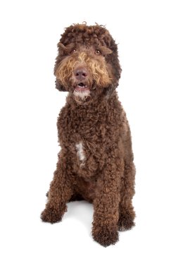 Labradoodle