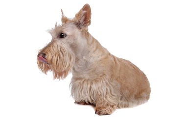 Scottish Terrier clipart