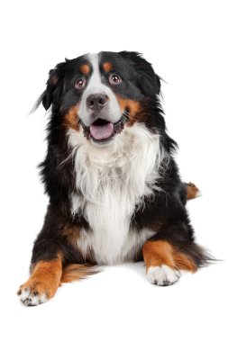 Bernese Mountain Dog clipart