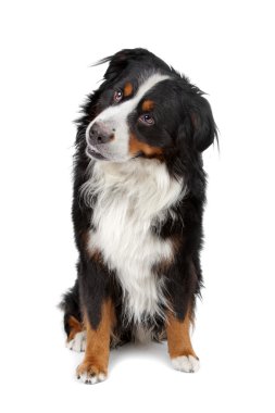 Bernese dağ köpeği