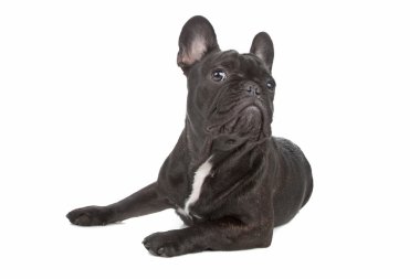 French Bulldog clipart